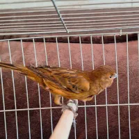 قناری|پرنده|کرج, کمالشهر|دیوار