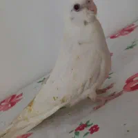 جوجه عروس هلندی|پرنده|گرمسار, |دیوار