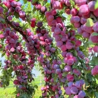 کود ارگانیک|خدمات باغبانی و درختکاری|مشهد, کلاهدوز|دیوار