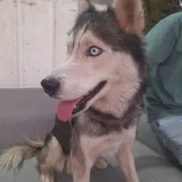 هاسگی|حیوانات|فردیس, شهرک ناز|دیوار