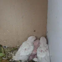 فروش جوجه کوتوله