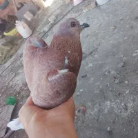 کبوتر دورگ