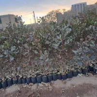 نهال پسته موحد|خدمات باغبانی و درختکاری|مهریز, |دیوار