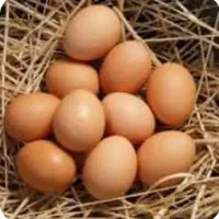 تخم مرغ نطفه دار  سلطان و برهما