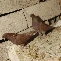 کبوتر پرشی|پرنده|سیرجان, |دیوار