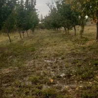فروش باغ ۱۰۰۰ متر|فروش دفتر صنعتی، کشاورزی، تجاری|کشکسرای, |دیوار
