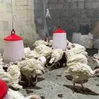 بوقلمون ۷۰ روزه