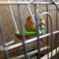 طوطی برزیلی