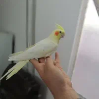 عروس هلندی لوتینو نر دستی مست مست درشت ضمانتی