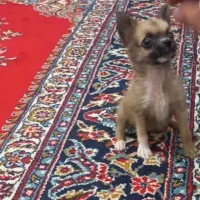 فیندو ماده ۳ ماهو نیم