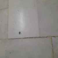 زمین زراعی فوری