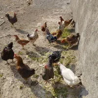 فروش مرغ کلین تخم گذار