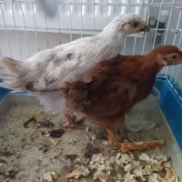 جوجه مرغ 60روزه