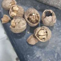 گردو معمولی خرید وفروش