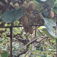 کیوی|خوردنی و آشامیدنی|تالش, جوکندان|دیوار