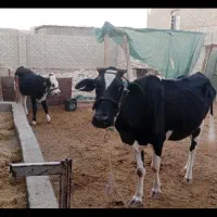 گاو و گوساله ماده مخصوص داشت