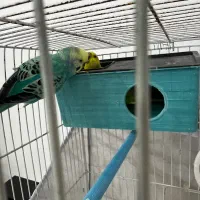 مرغ عشق|پرنده|رشت, ولکس|دیوار