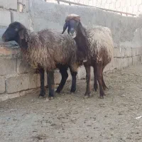 میش