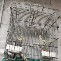 جوجه عروس هلندی|پرنده|فردیس, شهرک هفده شهریور|دیوار