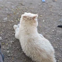 سگ اشپیتز نر