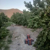 باغ فروشی ۹۰۰متری