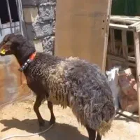 شیشک قوچ همو وبره ریز|حیوانات مزرعه|نجف‌آباد, حومه نجف آباد|دیوار