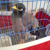 مینا یکسال و نیم. سخنگو رخ به رخ .با قفس