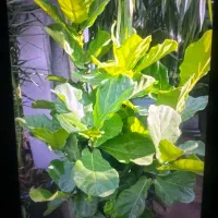 سمپاشی باغبانی بیش از ۲۰سال سابقه