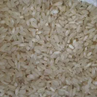 فروش فوری برنج کامفیروز کیلو 240