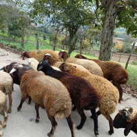 گوسفند بره نر|حیوانات مزرعه|پایین هولار, |دیوار