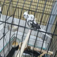 گمشده|حیوانات|شاهینشهر, حافظ شمالی|دیوار