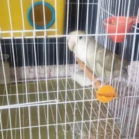 کوتوله برزیلی