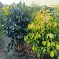 کار در گلخانه