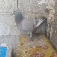 نر سبز|پرنده|کازرون, |دیوار