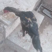 لاری|حیوانات مزرعه|زابل, |دیوار