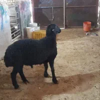 فروش همو و هترو|حیوانات مزرعه|کویرات, |دیوار