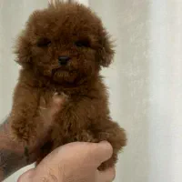 توله تاینی توی پودل