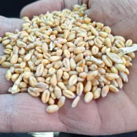 خریدجووگندم