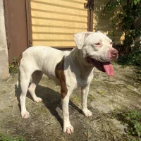 واگذاری سگ پیتبول یه ساله ماده