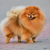 ماده پرتقالی پامرانین