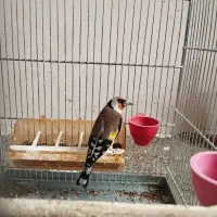 سهره زاده قفس