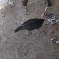 تیمچه بوقلمون نر