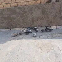 کبوترتهرانی