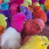 فروش ویژه انواع جوجه های یک روزه و بالغ|پرنده|مرودشت, ثبت احوال|دیوار