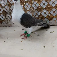 کبوترچپ|پرنده|مشهد, انصار|دیوار