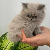 گربه‌ اصیل