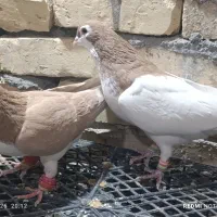 ۳۵کفتر رنگه درجه یک بدونه عیب|پرنده|کاشمر, |دیوار