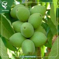 خرید و فروش گردو با قیمت روز