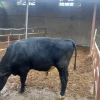 گوساله پرواری