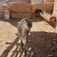 بره|حیوانات مزرعه|تربت جام, جامرود|دیوار